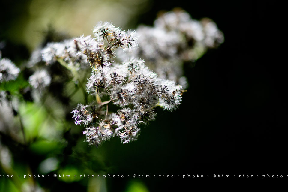 yr8%e2%80%a2030-365%e2%80%a22571%e2%80%a2passed-beauty_