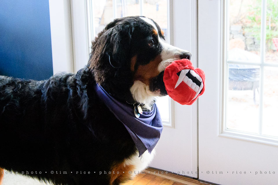 yr8%e2%80%a2030-365%e2%80%a22578%e2%80%a2bark-box