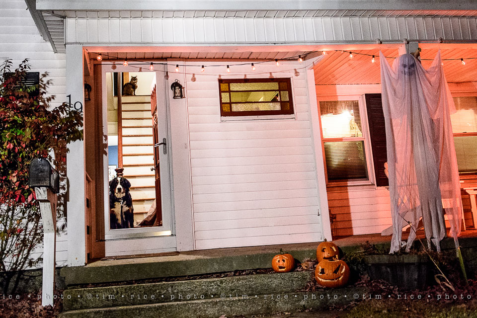 yr8%e2%80%a2031-365%e2%80%a22588%e2%80%a2halloween_