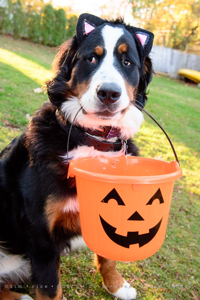 yr8%e2%80%a2032-365%e2%80%a22588%e2%80%a2halloween_