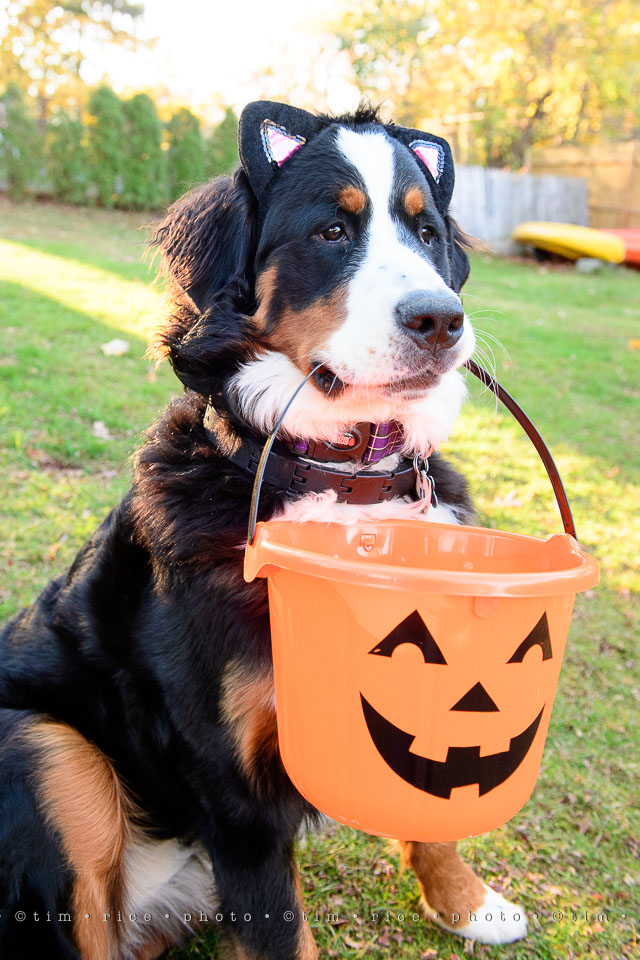 yr8%e2%80%a2033-365%e2%80%a22588%e2%80%a2halloween_