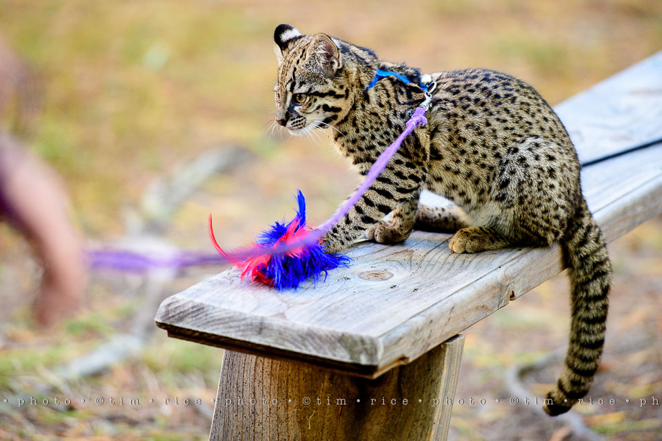 yr8%e2%80%a2080-365%e2%80%a22567%e2%80%a2king-richards