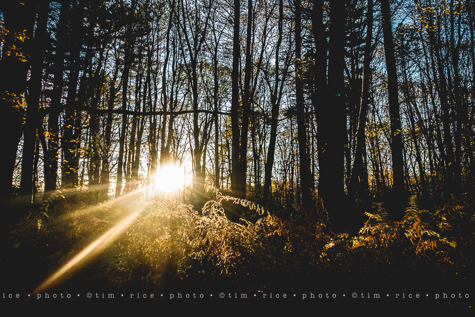 yr8%e2%80%a2036-365%e2%80%a22589%e2%80%a2a-setting-scene