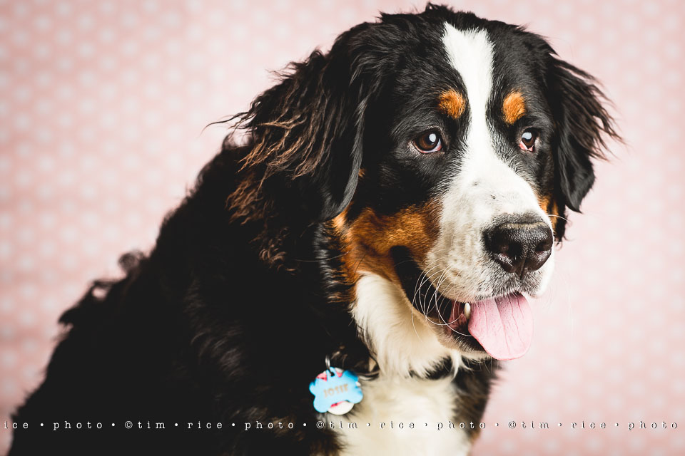 yr8%e2%80%a2040-365%e2%80%a22597%e2%80%a2josie-at-8-months