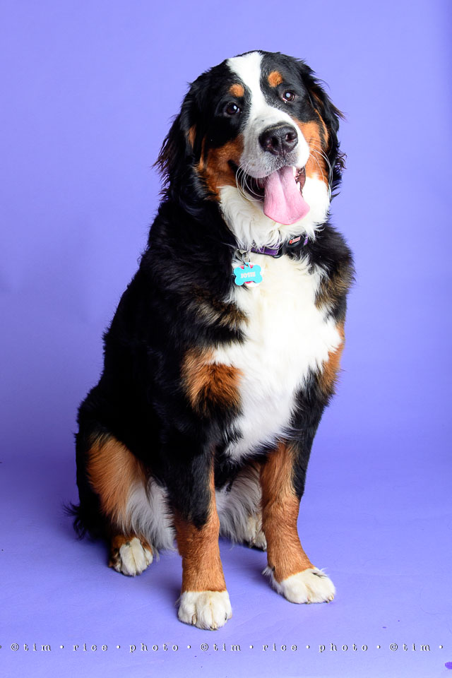 yr8%e2%80%a2040-365%e2%80%a22597%e2%80%a2josie-at-8-months