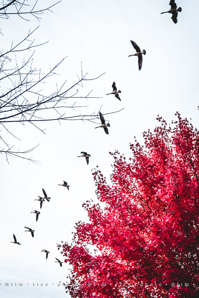 yr8%e2%80%a2041-365%e2%80%a22598%e2%80%a2red-fall