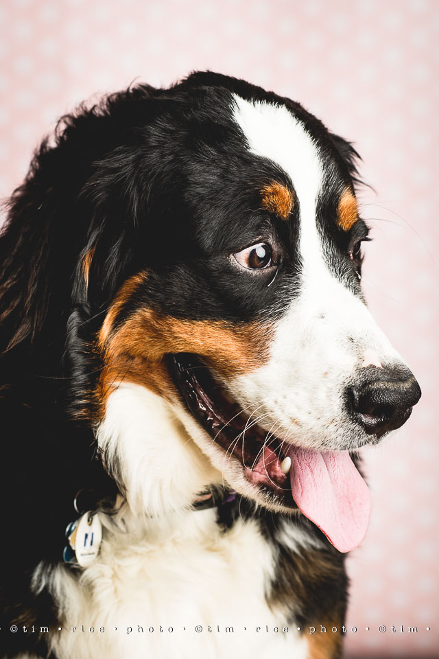 yr8%e2%80%a2042-365%e2%80%a22597%e2%80%a2josie-at-8-months