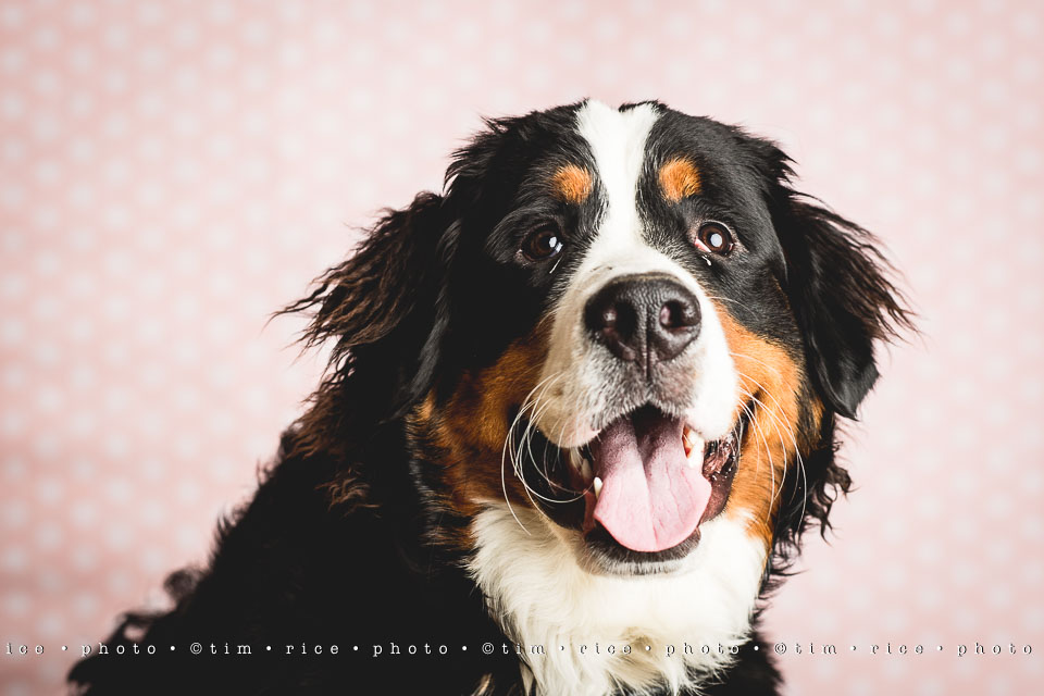 yr8%e2%80%a2043-365%e2%80%a22597%e2%80%a2josie-at-8-months