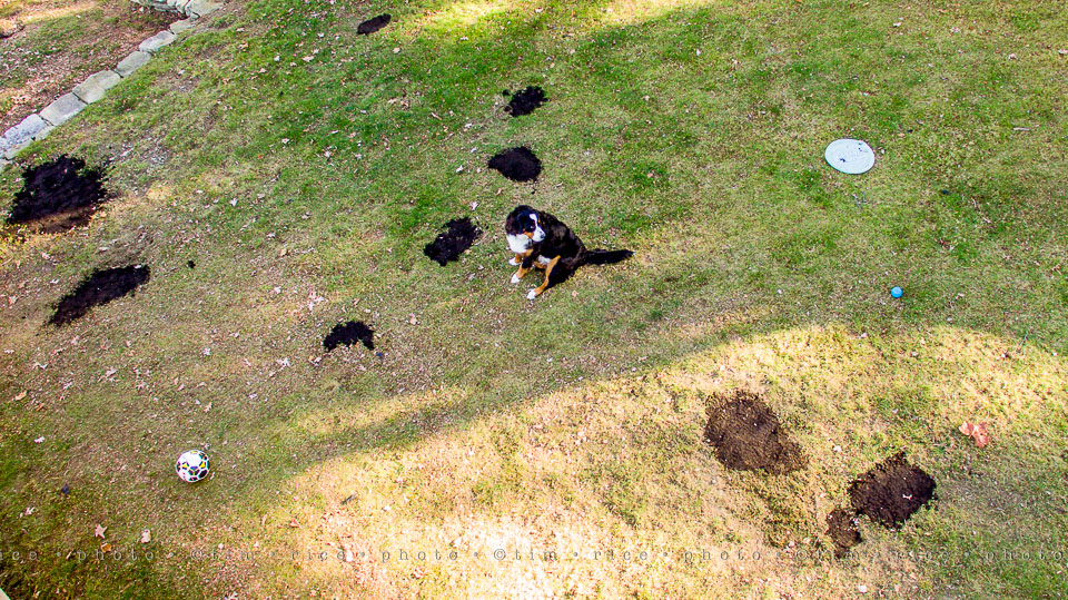 yr8%e2%80%a2050-365%e2%80%a22607%e2%80%a2a-dogs-yard