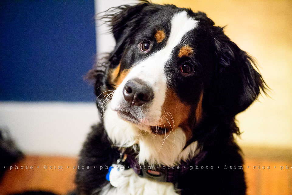 yr8%e2%80%a2059-365%e2%80%a22616%e2%80%a2a-josie-face