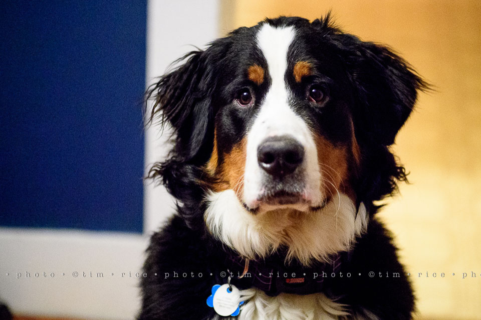 yr8%e2%80%a2061-365%e2%80%a22616%e2%80%a2a-josie-face