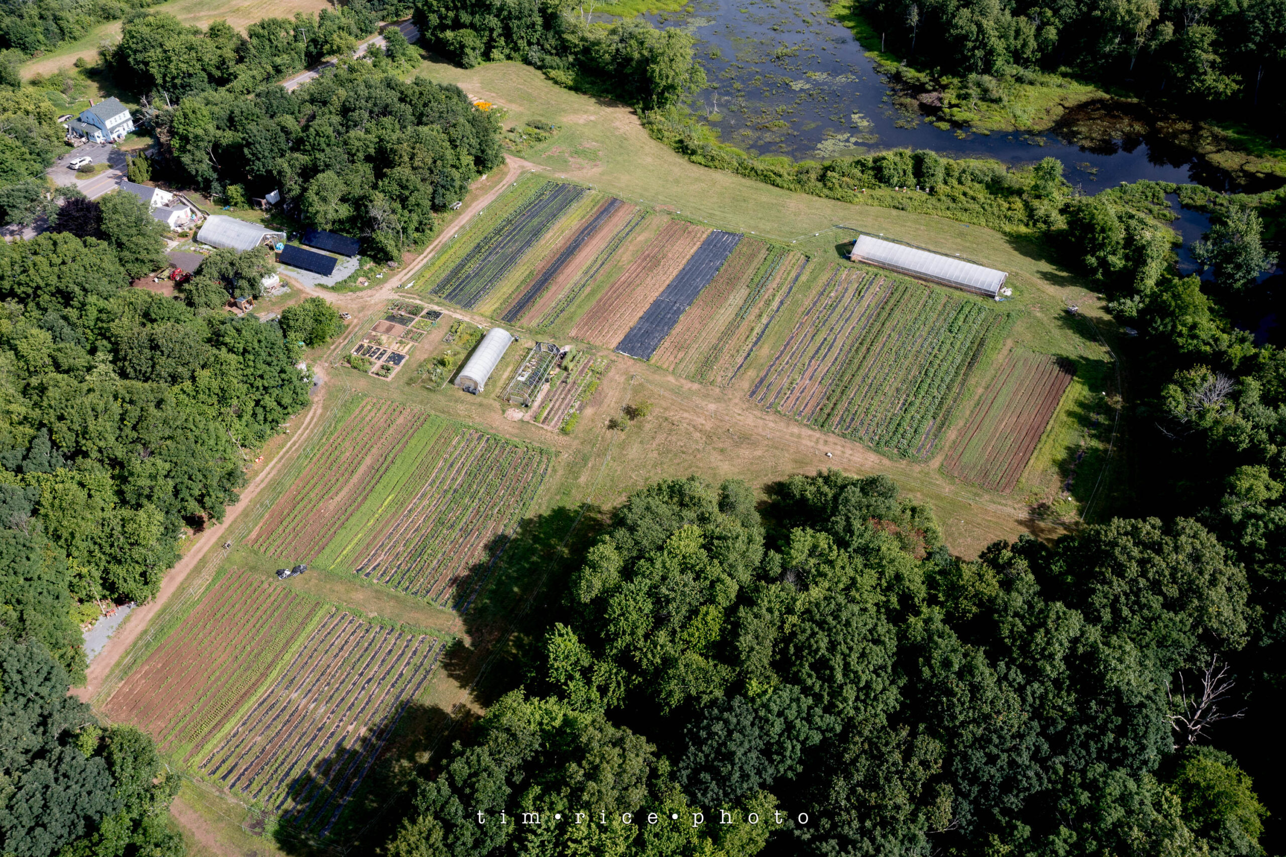June Spring Farm the dailypic 4655 yr13 272 June Farm – tim rice photo