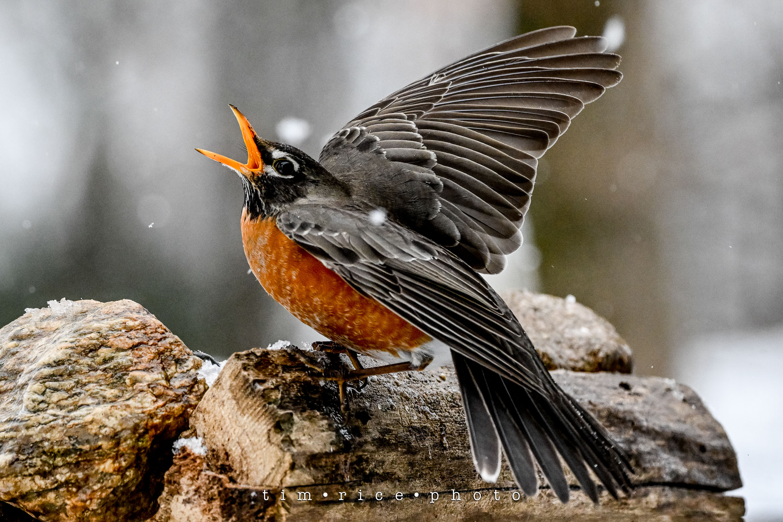 Red Ruffled Bird the dailypic 4916 yr14 168 Ruffled Feathers – tim rice photo