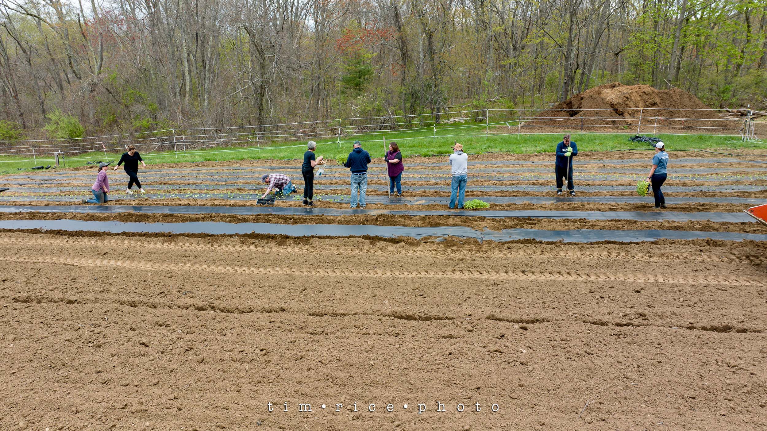 Timothy Rise Farm the dailypic 4956 yr14 208 Business of Farming – tim rice photo