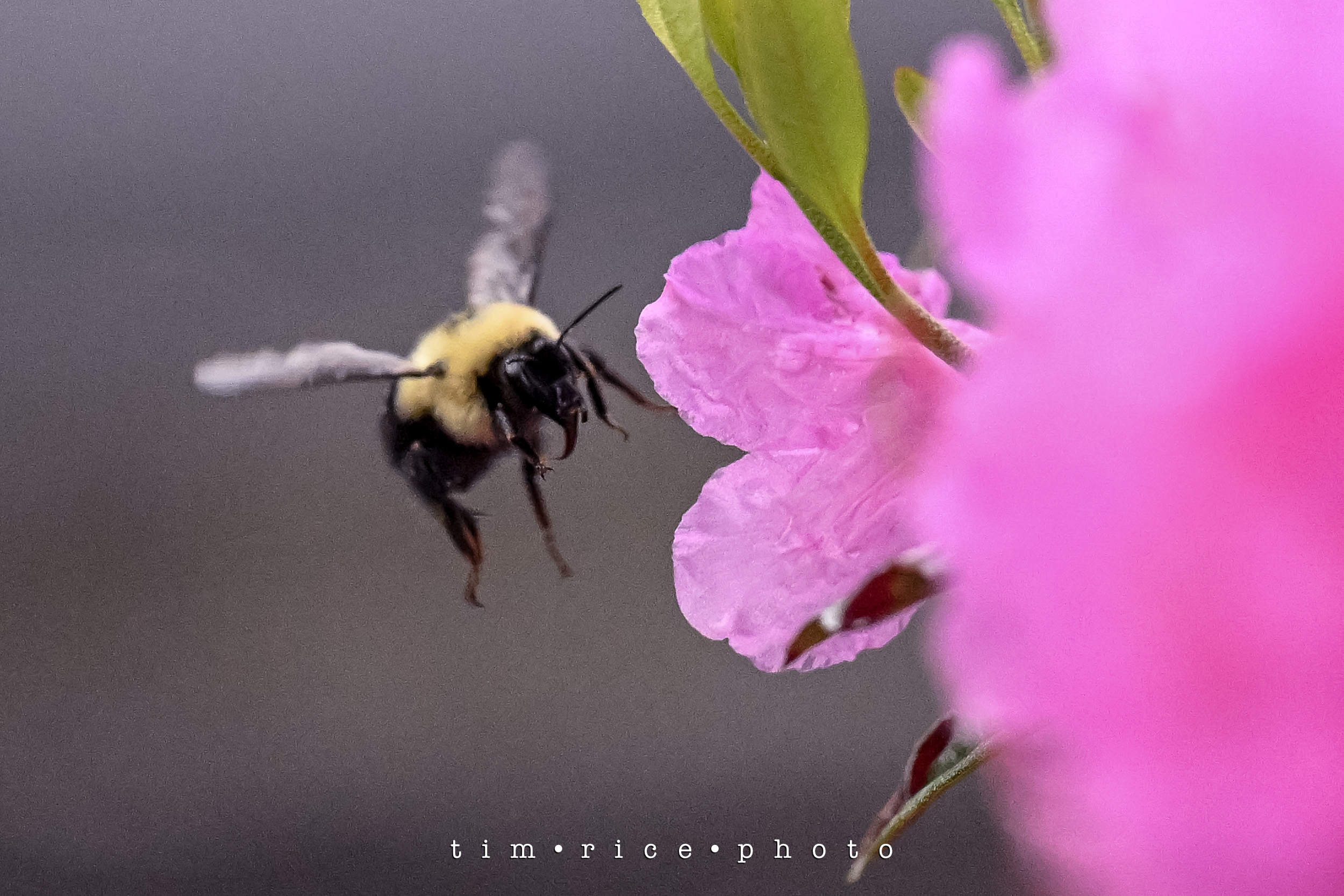 Bee And Rice the dailypic 4962 yr14 214 Bee Work β tim rice photo