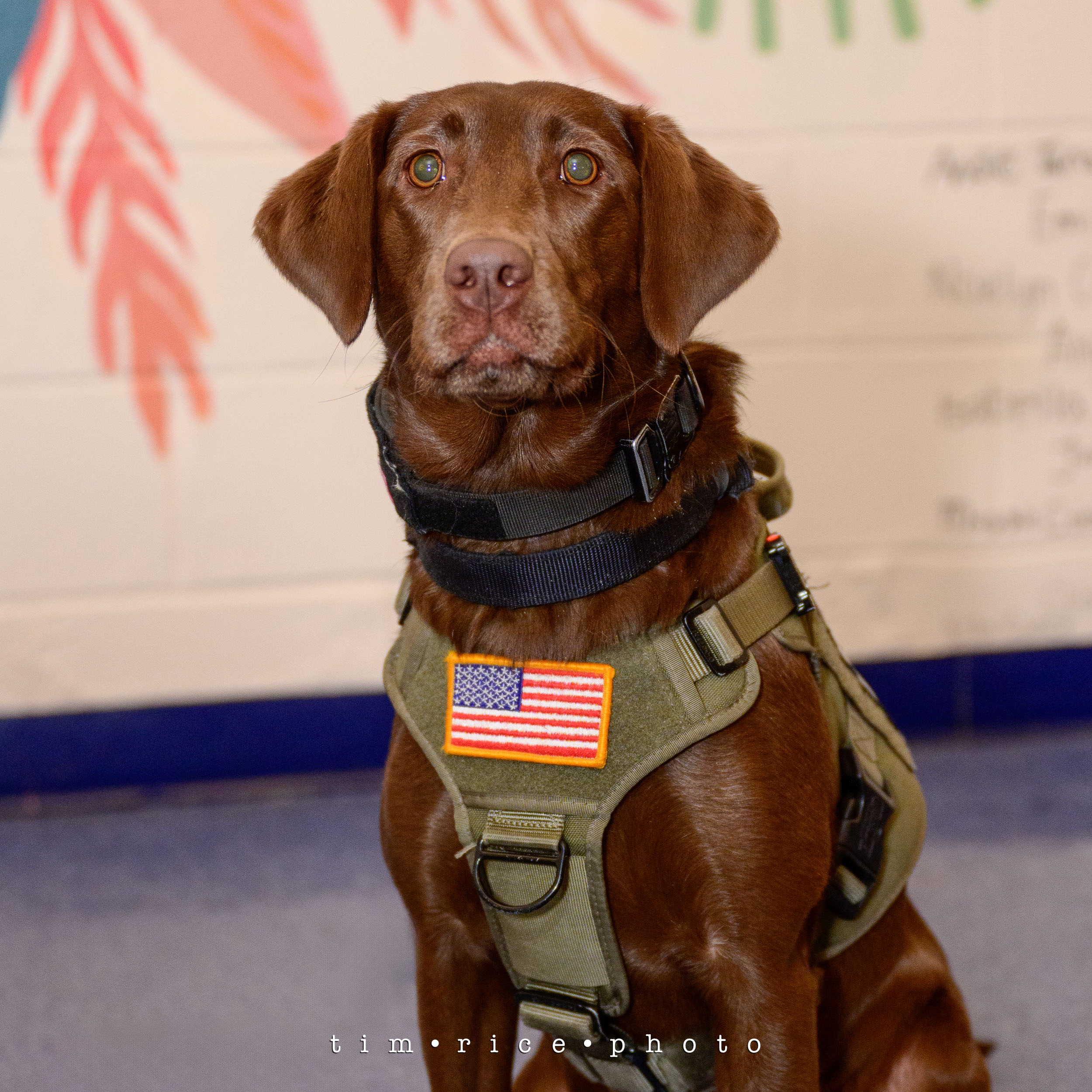 the dailypic 5266 yr15 153 Friday Night Frankie – tim rice photo