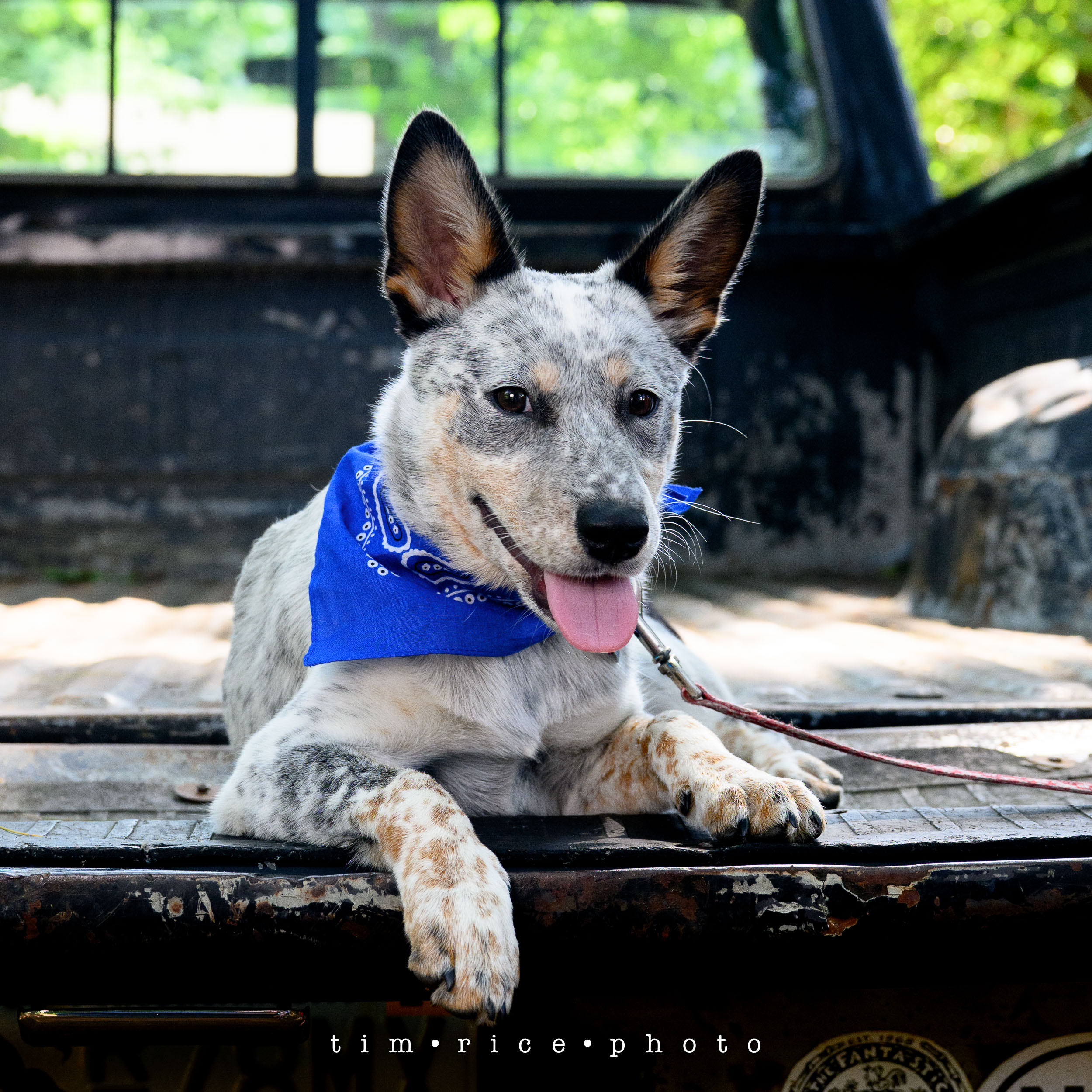 the dailypic 5777 yr16 298 Found Penny – tim rice photo