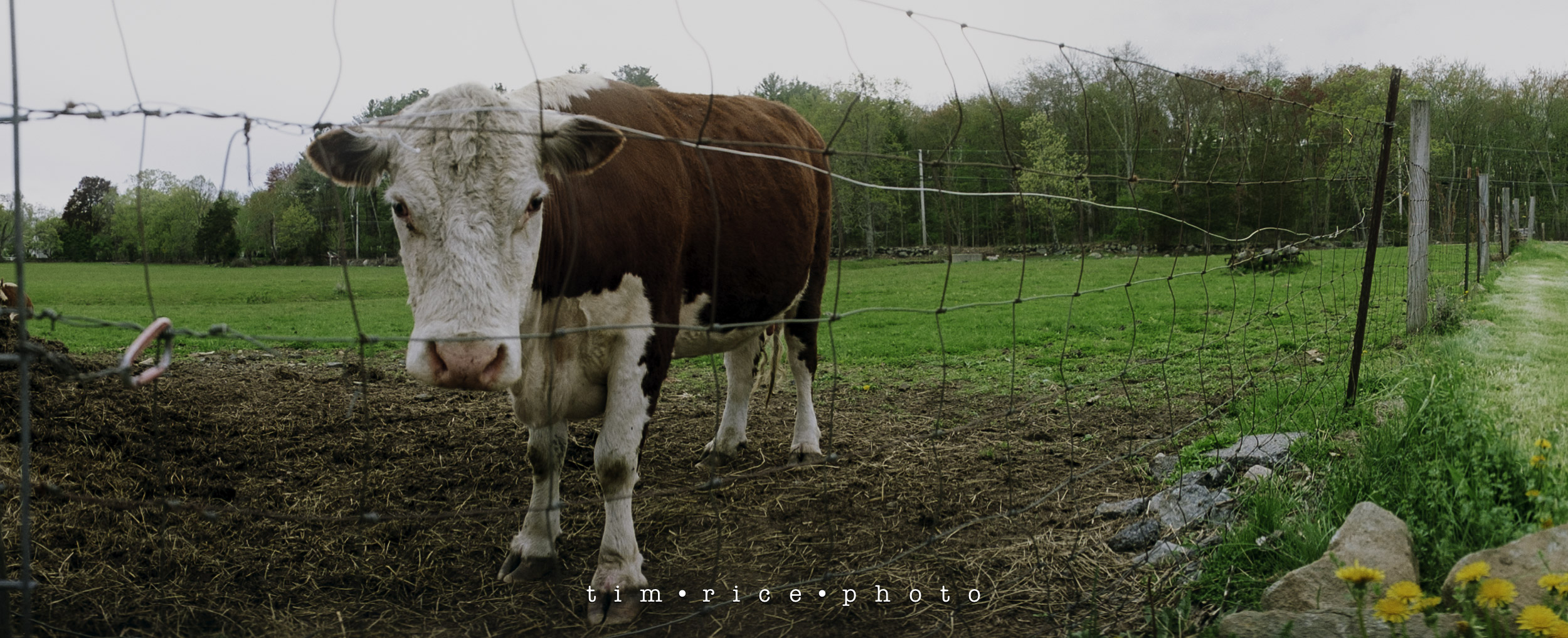 the dailypic 6065 yr17 221 Wide Cows – tim rice photo